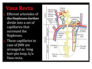 Vasa Recta
■ Efferent arterioles of
the Nephrons further
divide into a set of
capillaries that
surround the
Nephrons.
■ These capillaries in
case of JMN are
arranged as long
hair-pin loop, k/a
Vasa recta.
 