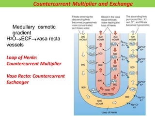 • Medullary osmotic
gradient
H2OECFvasa recta
vessels
Loop of Henle:
Countercurrent Multiplier
Vasa Recta: Countercurrent
Exchanger
• Medullary osmotic
gradient
Countercurrent Multiplier and Exchange
 