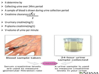  It determine by
 Collecting urine over 24hrs period
 A sample of blood is drawn during urine collection period
 Creatinine clearance=U V
P
 U=urinary creatine(mg/L)
 P=plasma creatinine(mg/L)
 V=volume of urine per minute
 