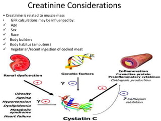 Creatinine Considerations
• Creatinine is related to muscle mass
• GFR calculations may be influenced by:
 Age
 Sex
 Race
 Body builders
 Body habitus (amputees)
 Vegetarian/recent ingestion of cooked meat
 