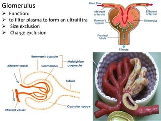Glomerulus
 Function:
 to filter plasma to form an ultrafiltrate
 Size exclusion
 Charge exclusion
 