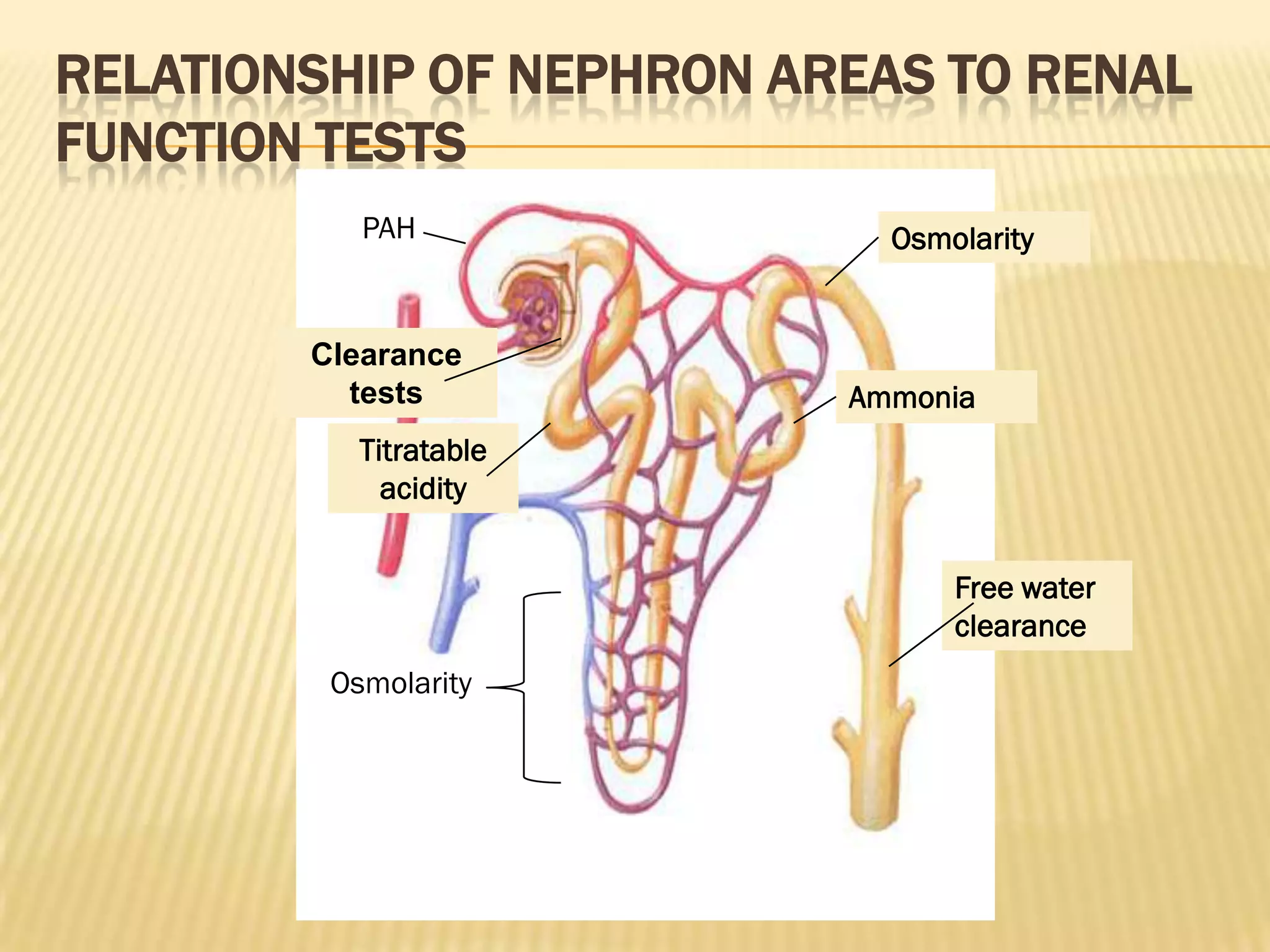 RELATIONSHIP OF NEPHRON AREAS TO RENAL
FUNCTION TESTS
           PAH              Osmolarity


        Clearance
          tests           Ammonia
           Titratable
             acidity


                                Free water
                                clearance
         Osmolarity
 