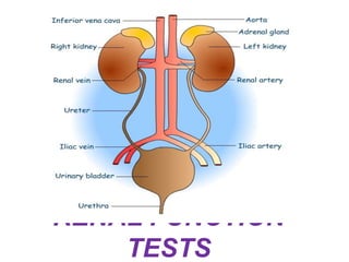 RENAL FUNCTION
TESTS
 