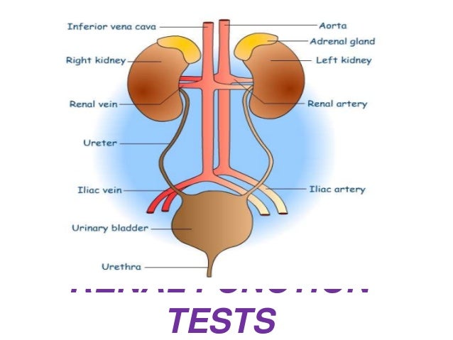 Renal Function Tests