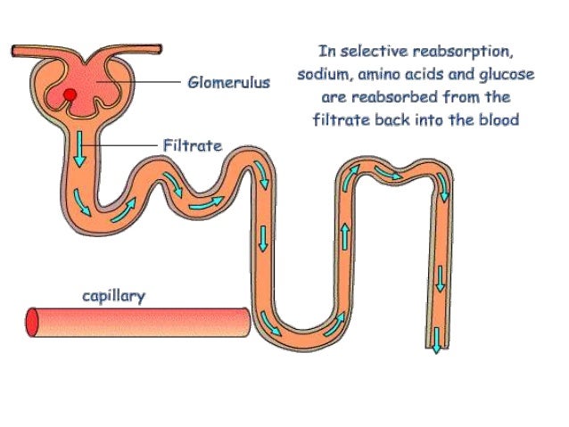 Renal function tests