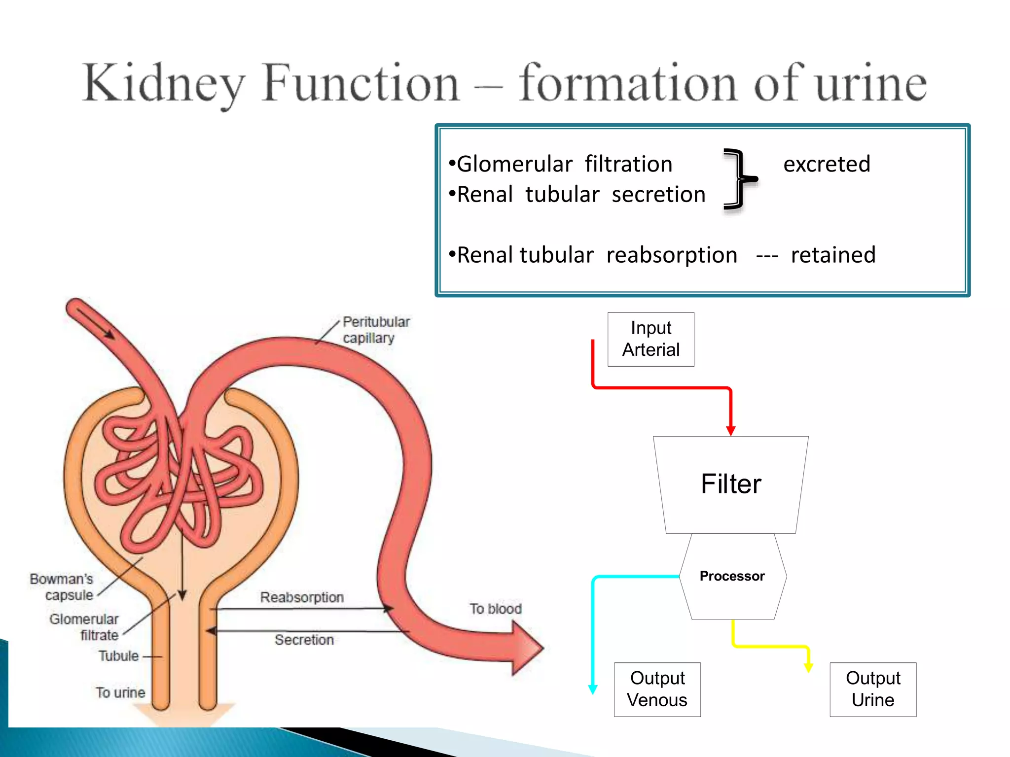•Glomerular filtration excreted
•Renal tubular secretion
•Renal tubular reabsorption --- retained
Filter
Processor
Input
Arterial
Output
Venous
Output
Urine
 
