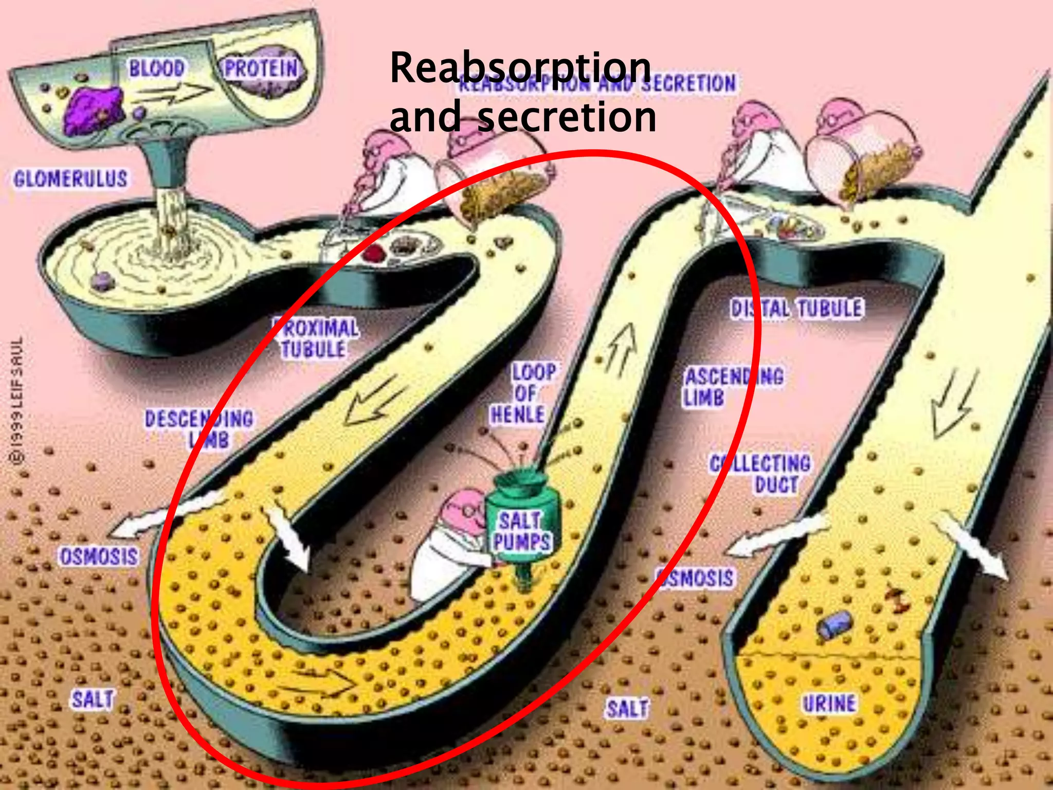 Reabsorption
and secretion
 