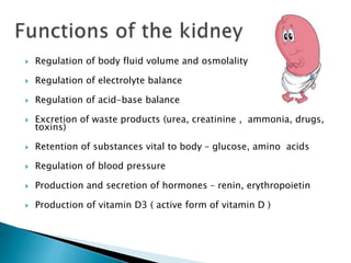  Regulation of body fluid volume and osmolality
 Regulation of electrolyte balance
 Regulation of acid-base balance
 Excretion of waste products (urea, creatinine , ammonia, drugs,
toxins)
 Retention of substances vital to body – glucose, amino acids
 Regulation of blood pressure
 Production and secretion of hormones – renin, erythropoietin
 Production of vitamin D3 ( active form of vitamin D )
 
