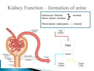 •Glomerular filtration excreted
•Renal tubular secretion
•Renal tubular reabsorption --- retained
Filter
Processor
Input
Arterial
Output
Venous
Output
Urine
 