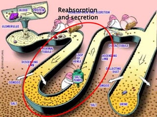 Reabsorption
and secretion
 
