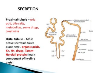 SECRETION
Proximal tubule – uric
acid, bile salts,
metabolites, some drugs,
creatinine
Distal tubule – Most
active secretion takes
place here . organic acids,
K+, H+, drugs, Tamm-
Horsfall protein (main
component of hyaline
casts).
 