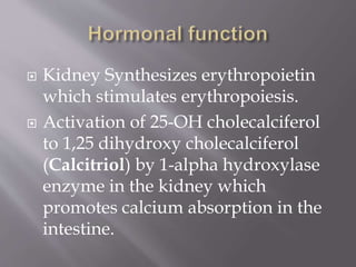  Kidney Synthesizes erythropoietin
which stimulates erythropoiesis.
 Activation of 25-OH cholecalciferol
to 1,25 dihydroxy cholecalciferol
(Calcitriol) by 1-alpha hydroxylase
enzyme in the kidney which
promotes calcium absorption in the
intestine.
 