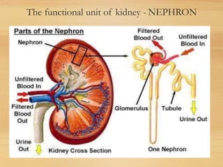 The functional unit of kidney - NEPHRON
 