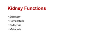 Kidney Functions
• Excretory
• Homeostatic
• Endocrine
• Metabolic
 
