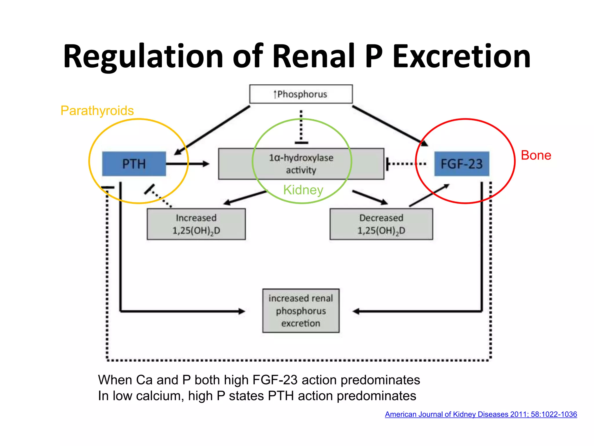 Renal handling of Calcium, Phosphorus and Magnesium | PPTX