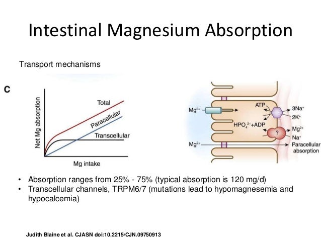 Magnesium Absorption Is Enhanced By The Presence Of Renal handling of Calcium, Phosphorus and Magnesium