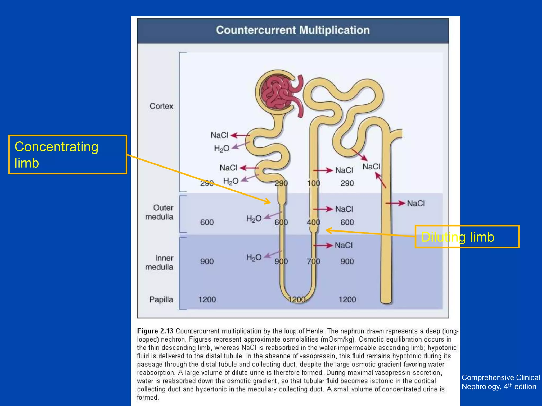 Concentrating
limb

Diluting limb

Comprehensive Clinical
Nephrology, 4th edition

 