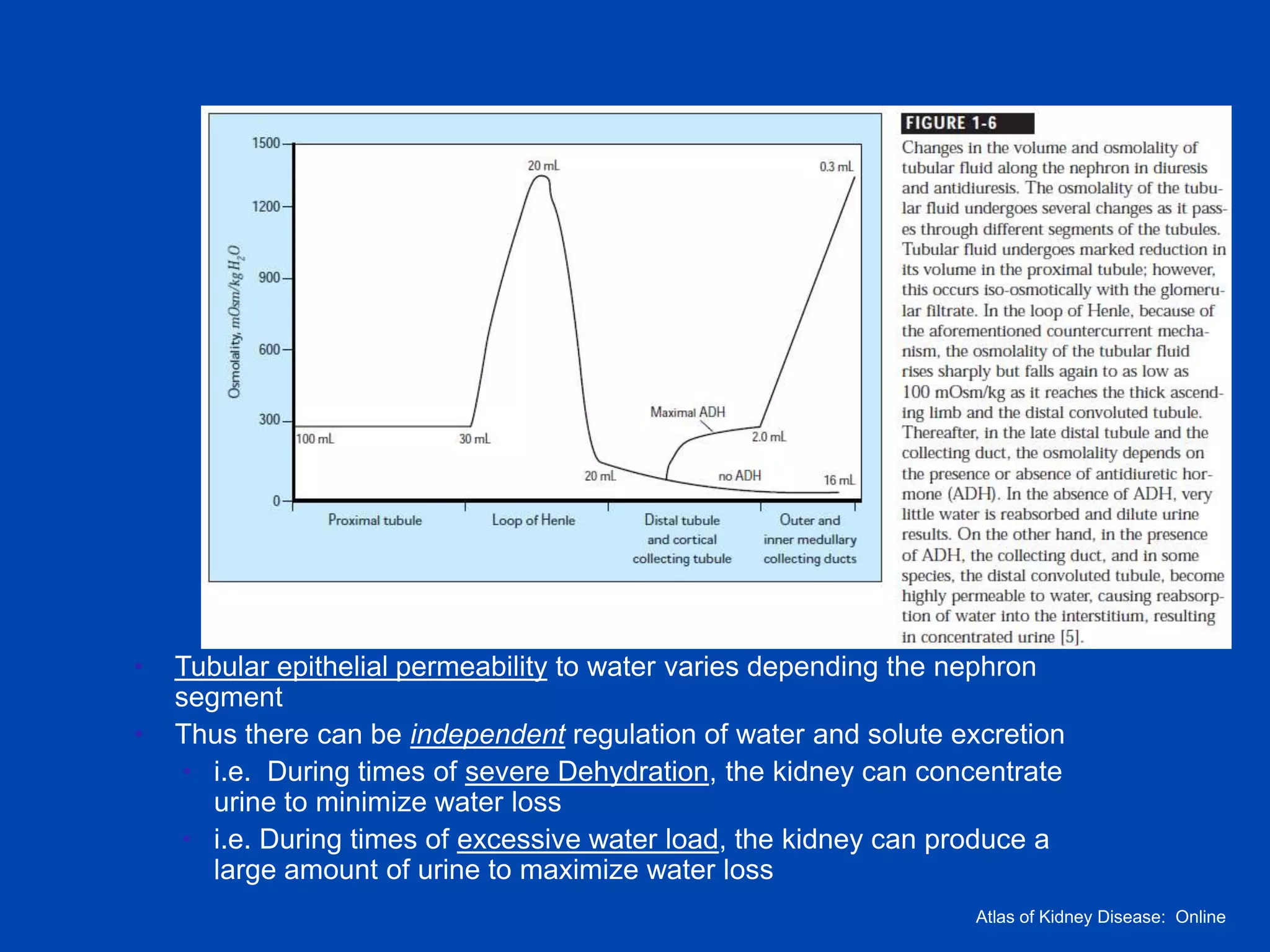 •
•

Tubular epithelial permeability to water varies depending the nephron
segment
Thus there can be independent regulation of water and solute excretion
• i.e. During times of severe Dehydration, the kidney can concentrate
urine to minimize water loss
• i.e. During times of excessive water load, the kidney can produce a
large amount of urine to maximize water loss
Atlas of Kidney Disease: Online

 
