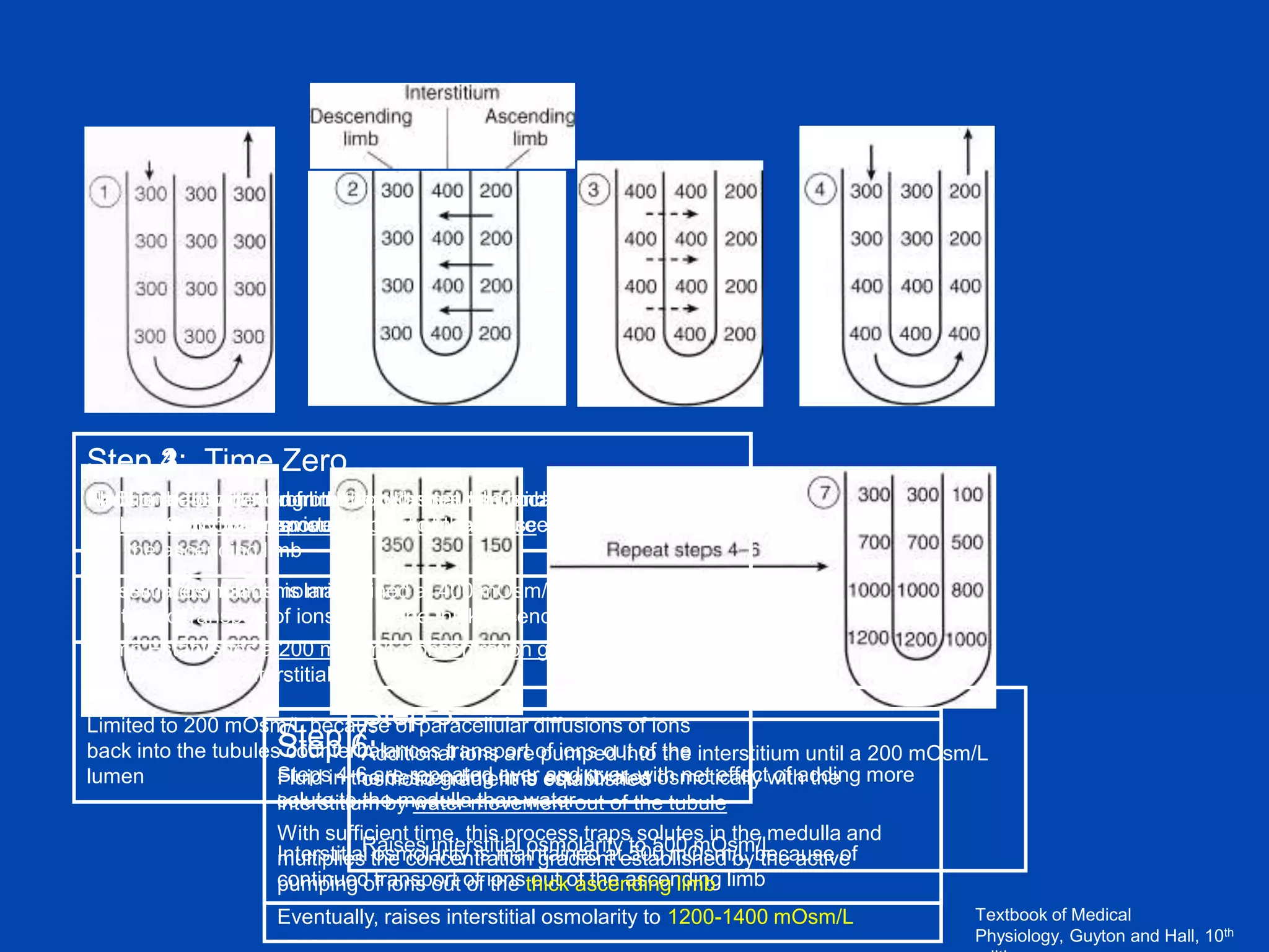 Step 1: Time Zero
4:
3:
2:
Additional flow of fluid from the proximal tubule causes theinterstitium
NaCl is reabsorbed from the thick ascending and interstitium
Fluid in the descending limb,equilibrateslimb, limb into thethe are
limb ascending osmotically with
hyperosmotic water movement
interstitium by fluid previously out of the tubule
via Na-2Cl-K the plasma
isoosmotic to Cotransporter formed in the descending limb to flow
into the ascending limb
Interstitial osmolarity is maintained at 400 mOsm/L because of
Raises interstitial osmolarity
continued transport of ions out of the thick ascending limb
Pump Establishes a 200 mOsm/L concentration gradient between
tubular fluid and interstitial fluid

Step 5:
Limited to 200 mOsm/L because of paracellular diffusions of ions
Step 7:
back into the tubulesStep 6:
counterbalances transport of ions out of the interstitium until a 200 mOsm/L
Additional ions are pumped into
Stepsin the descending over established osmotically with the more
4-6 are repeated limb equilibrates net effect of adding
lumen
Fluid
osmotic gradient is and over, with
solute to the medulla than water
interstitium by water movement out of the tubule
With sufficient time, this process traps solutes in the medulla and
Raises interstitial osmolarity to 500 mOsm/L
Interstitial the concentration gradient established bybecause of
multiplies osmolarity is maintained at 500 mOsm/L the active
continued transport of ionsthickof the ascending limb
pumping of ions out of the out ascending limb
Eventually, raises interstitial osmolarity to 1200-1400 mOsm/L

Textbook of Medical
Physiology, Guyton and Hall, 10th

 