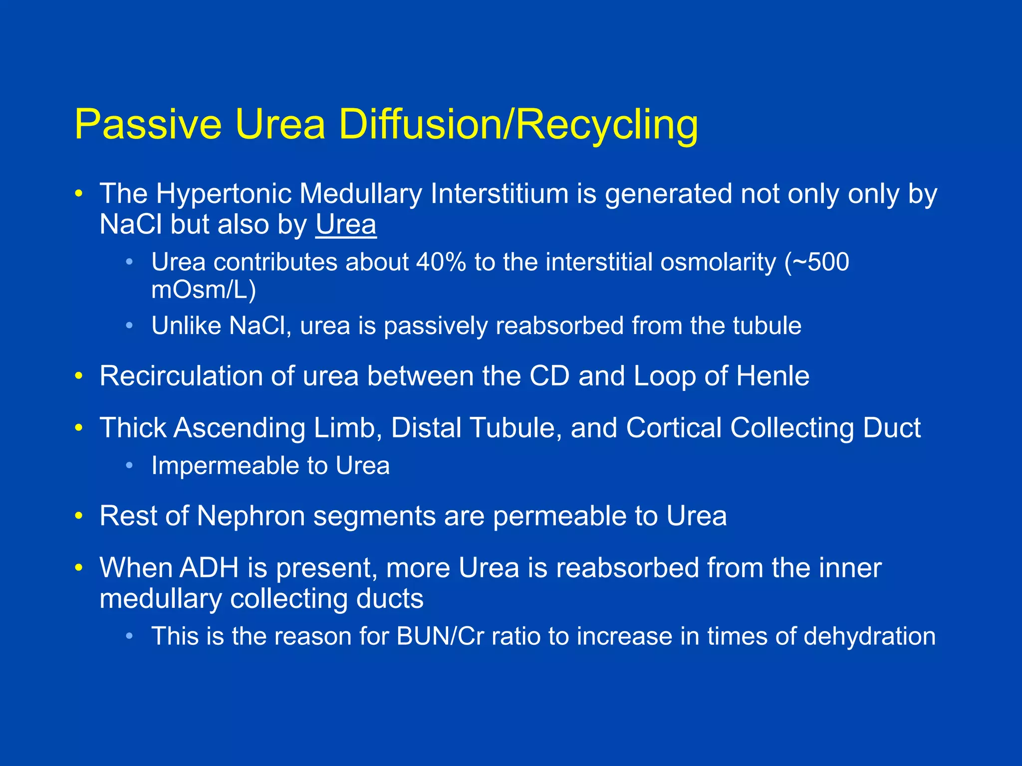 Passive Urea Diffusion/Recycling
• The Hypertonic Medullary Interstitium is generated not only only by
NaCl but also by Urea
• Urea contributes about 40% to the interstitial osmolarity (~500
mOsm/L)
• Unlike NaCl, urea is passively reabsorbed from the tubule

• Recirculation of urea between the CD and Loop of Henle
• Thick Ascending Limb, Distal Tubule, and Cortical Collecting Duct
• Impermeable to Urea

• Rest of Nephron segments are permeable to Urea
• When ADH is present, more Urea is reabsorbed from the inner
medullary collecting ducts
• This is the reason for BUN/Cr ratio to increase in times of dehydration

Brenner and Rector, 9th edition
Textbook of Medical Physiology, Guyton and
Hall, 10th edition

 