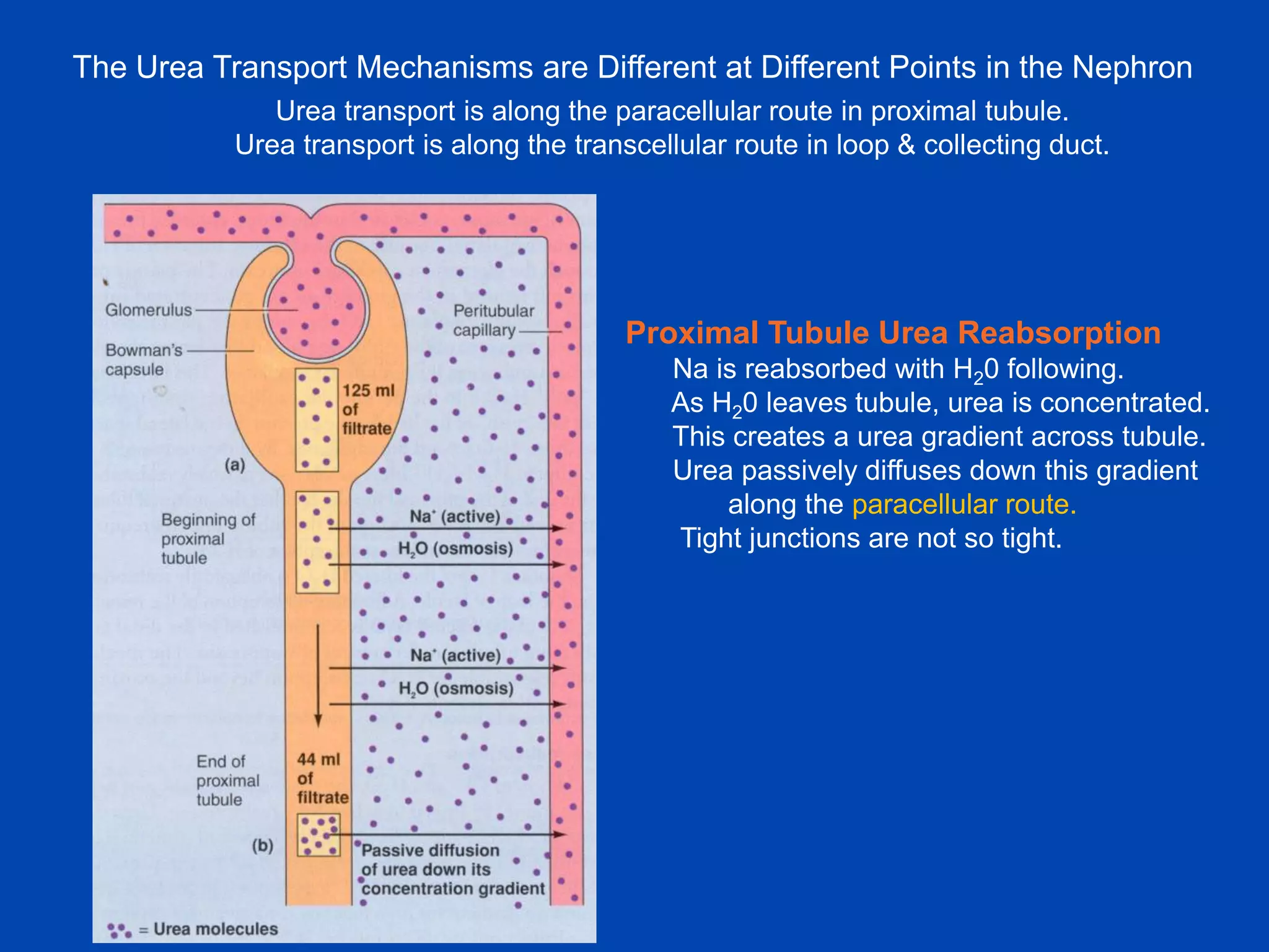The Urea Transport Mechanisms are Different at Different Points in the Nephron
Urea transport is along the paracellular route in proximal tubule.
Urea transport is along the transcellular route in loop & collecting duct.

Proximal Tubule Urea Reabsorption
Na is reabsorbed with H20 following.
As H20 leaves tubule, urea is concentrated.
This creates a urea gradient across tubule.
Urea passively diffuses down this gradient
along the paracellular route.
Tight junctions are not so tight.

 