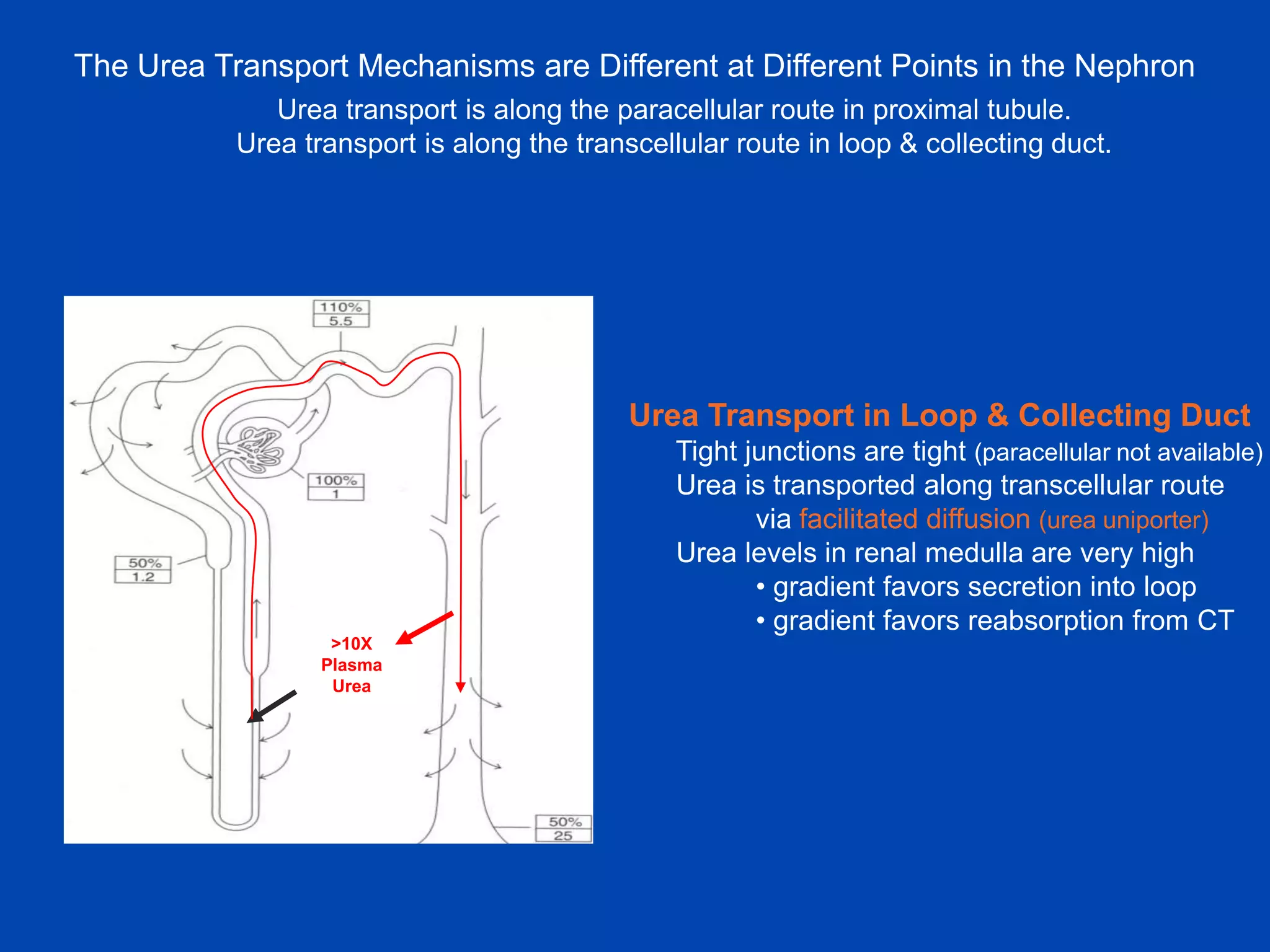 The Urea Transport Mechanisms are Different at Different Points in the Nephron
Urea transport is along the paracellular route in proximal tubule.
Urea transport is along the transcellular route in loop & collecting duct.

Urea Transport in Loop & Collecting Duct
Tight junctions are tight (paracellular not available)
Urea is transported along transcellular route
via facilitated diffusion (urea uniporter)
Urea levels in renal medulla are very high
• gradient favors secretion into loop
• gradient favors reabsorption from CT
>10X
Plasma
Urea

 