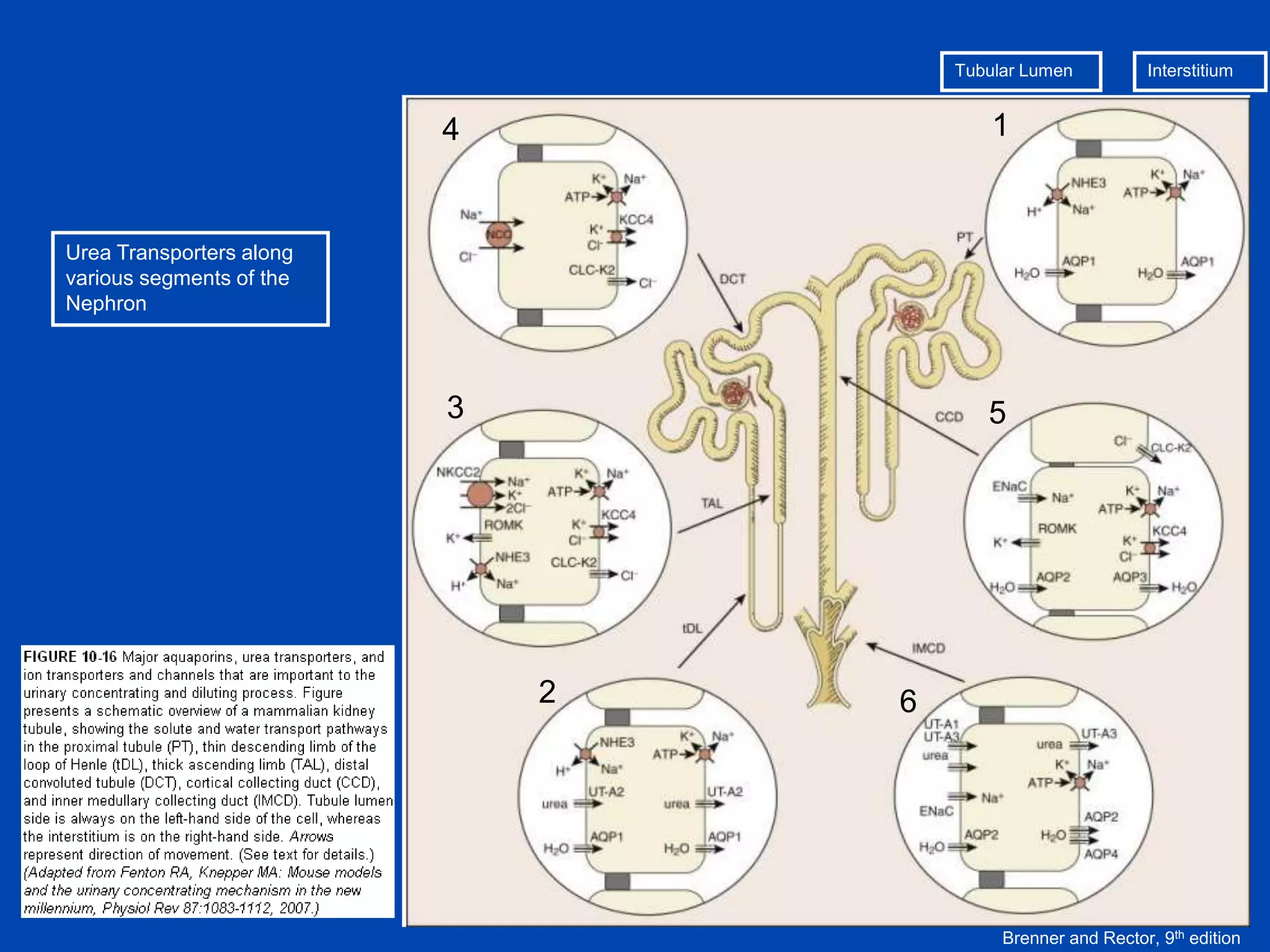 Tubular Lumen

4

1

3

Interstitium

5

Urea Transporters along
various segments of the
Nephron

2

6

Brenner and Rector, 9th edition

 