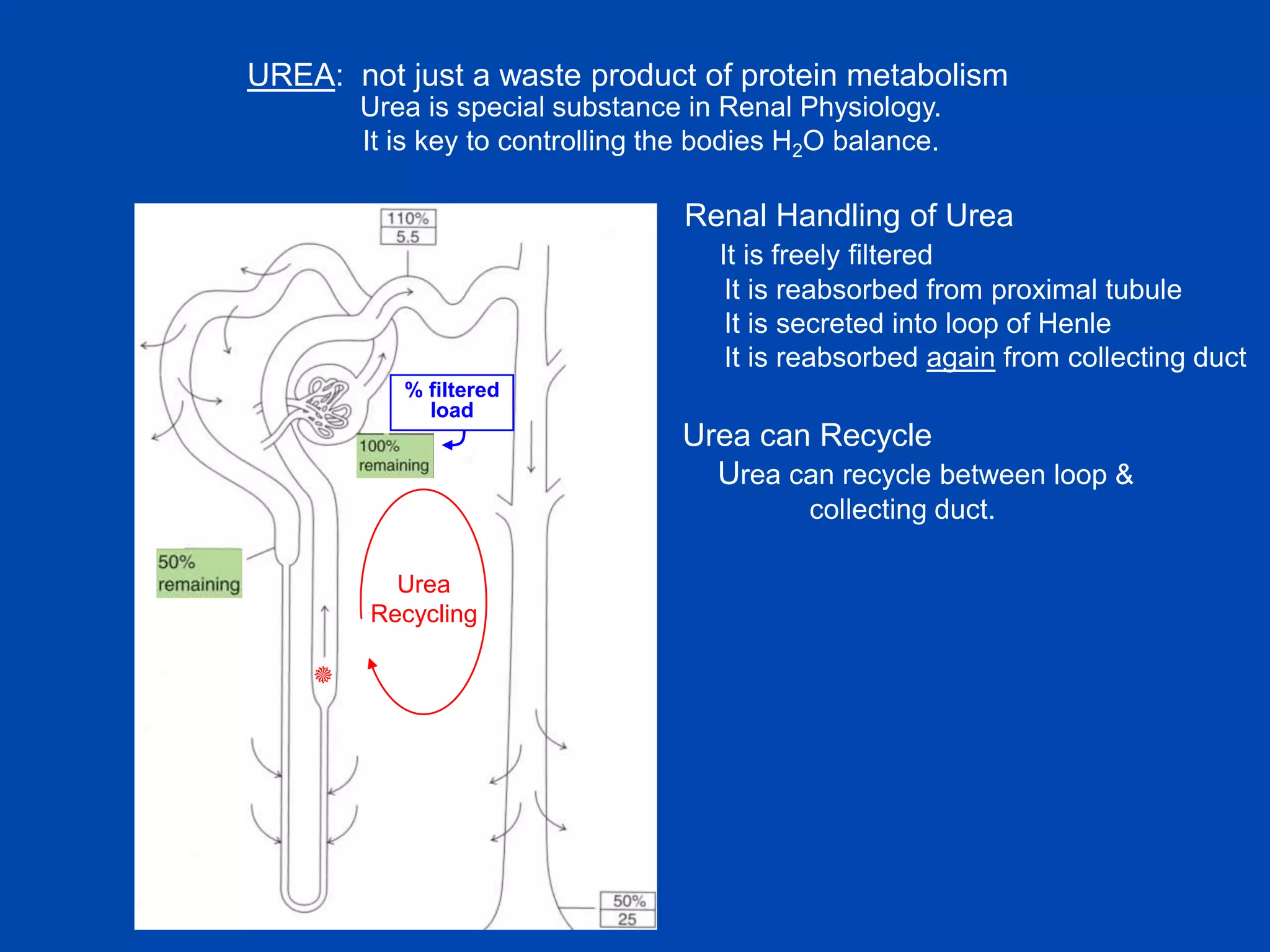 UREA: not just a waste product of protein metabolism
Urea is special substance in Renal Physiology.
It is key to controlling the bodies H2O balance.

Renal Handling of Urea
It is freely filtered
It is reabsorbed from proximal tubule
It is secreted into loop of Henle
It is reabsorbed again from collecting duct

50% R

% filtered
load

Urea can Recycle
Urea can recycle between loop &
collecting duct.
Urea
Recycling

60% S
60% R

 