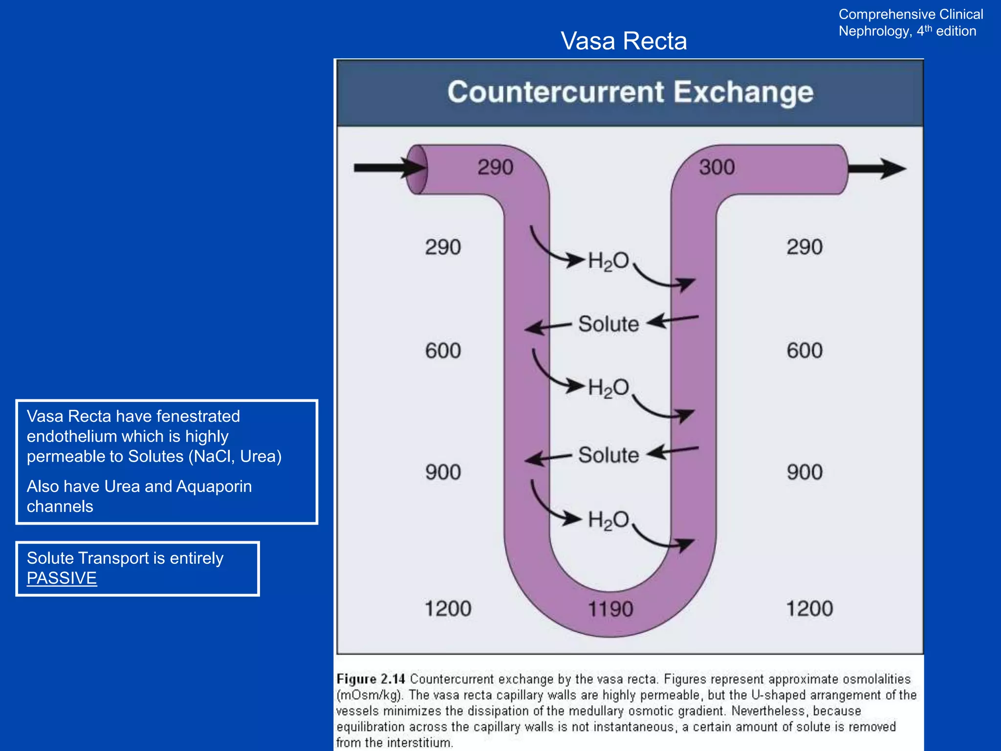 Vasa Recta

Vasa Recta have fenestrated
endothelium which is highly
permeable to Solutes (NaCl, Urea)
Also have Urea and Aquaporin
channels
Solute Transport is entirely
PASSIVE

Comprehensive Clinical
Nephrology, 4th edition

 