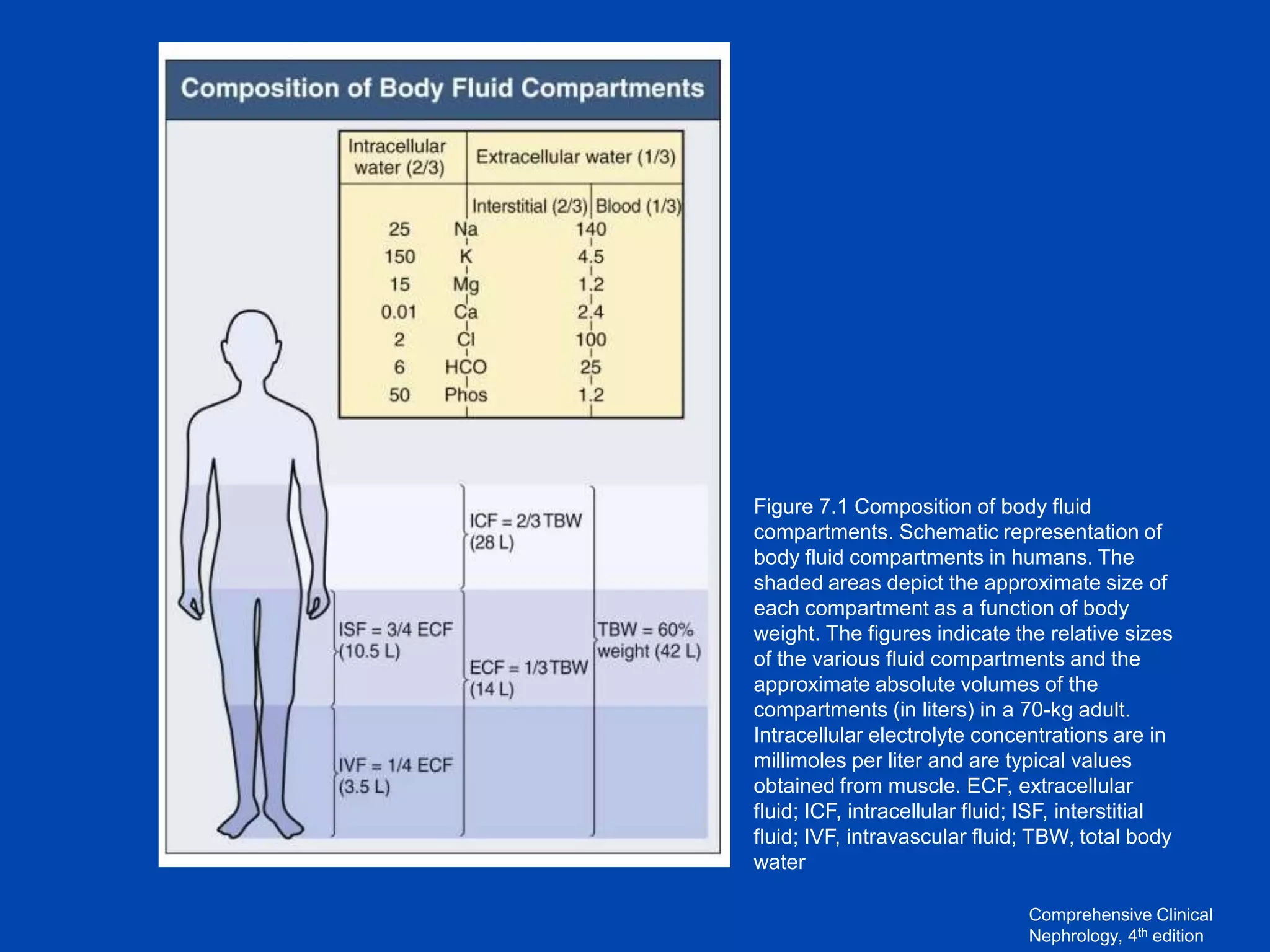 Figure 7.1 Composition of body fluid
compartments. Schematic representation of
body fluid compartments in humans. The
shaded areas depict the approximate size of
each compartment as a function of body
weight. The figures indicate the relative sizes
of the various fluid compartments and the
approximate absolute volumes of the
compartments (in liters) in a 70-kg adult.
Intracellular electrolyte concentrations are in
millimoles per liter and are typical values
obtained from muscle. ECF, extracellular
fluid; ICF, intracellular fluid; ISF, interstitial
fluid; IVF, intravascular fluid; TBW, total body
water
Comprehensive Clinical
Nephrology, 4th edition

 