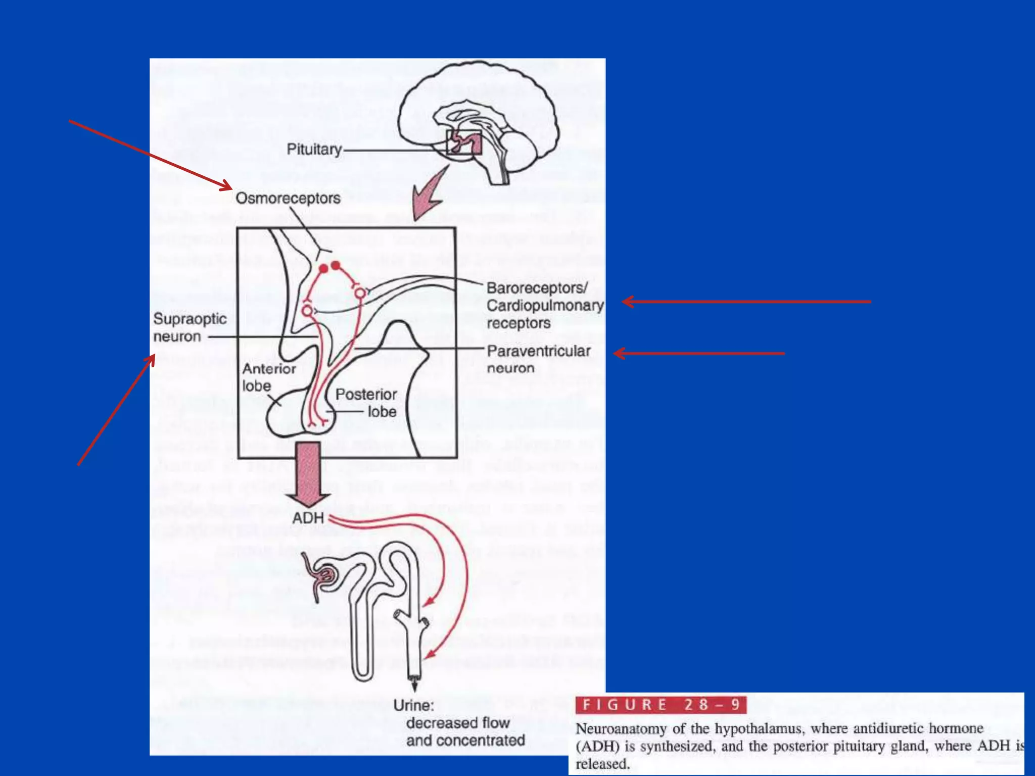 Textbook of Medical Physiology,
Guyton and Hall, 10th edition

 