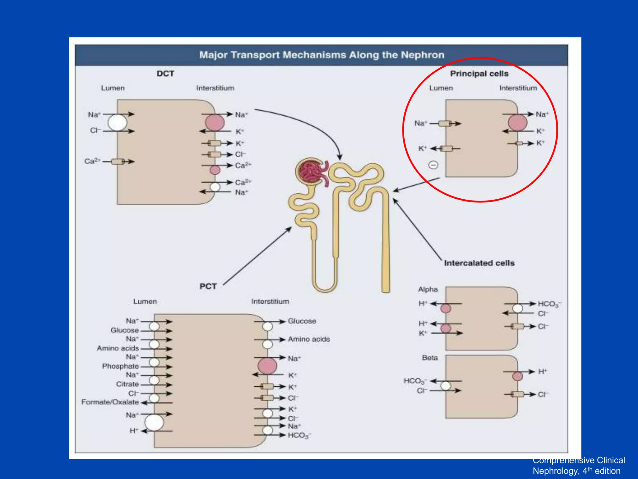Comprehensive Clinical
Nephrology, 4th edition

 