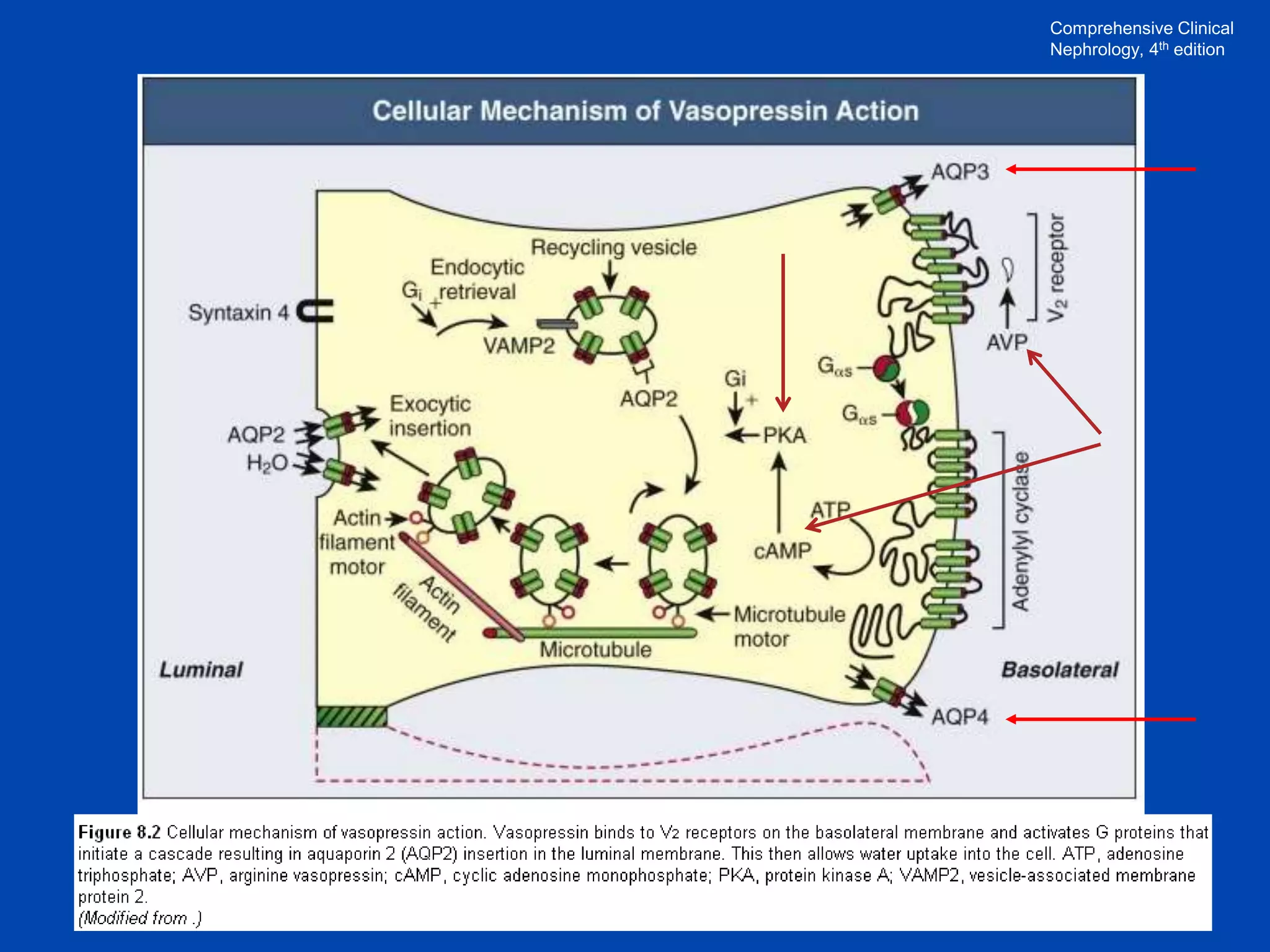 Comprehensive Clinical
Nephrology, 4th edition

 