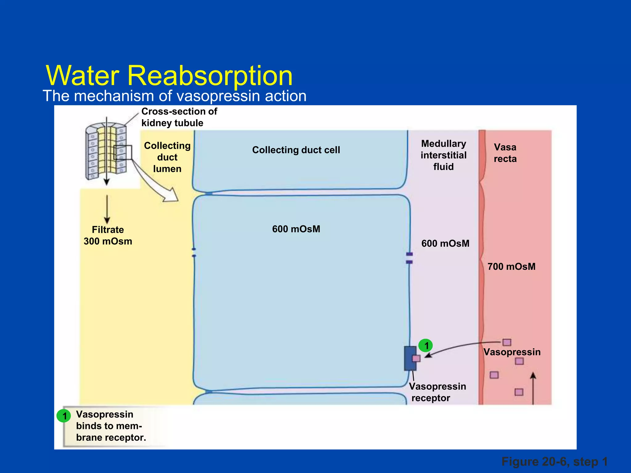 Water Reabsorption

The mechanism of vasopressin action
Cross-section of
kidney tubule
Collecting
duct
lumen

Filtrate
300 mOsm

Collecting duct cell

Medullary
interstitial
fluid

Vasa
recta

600 mOsM
600 mOsM
700 mOsM

1

Vasopressin

Vasopressin
receptor
1 Vasopressin
binds to membrane receptor.

Figure 20-6, step 1

 