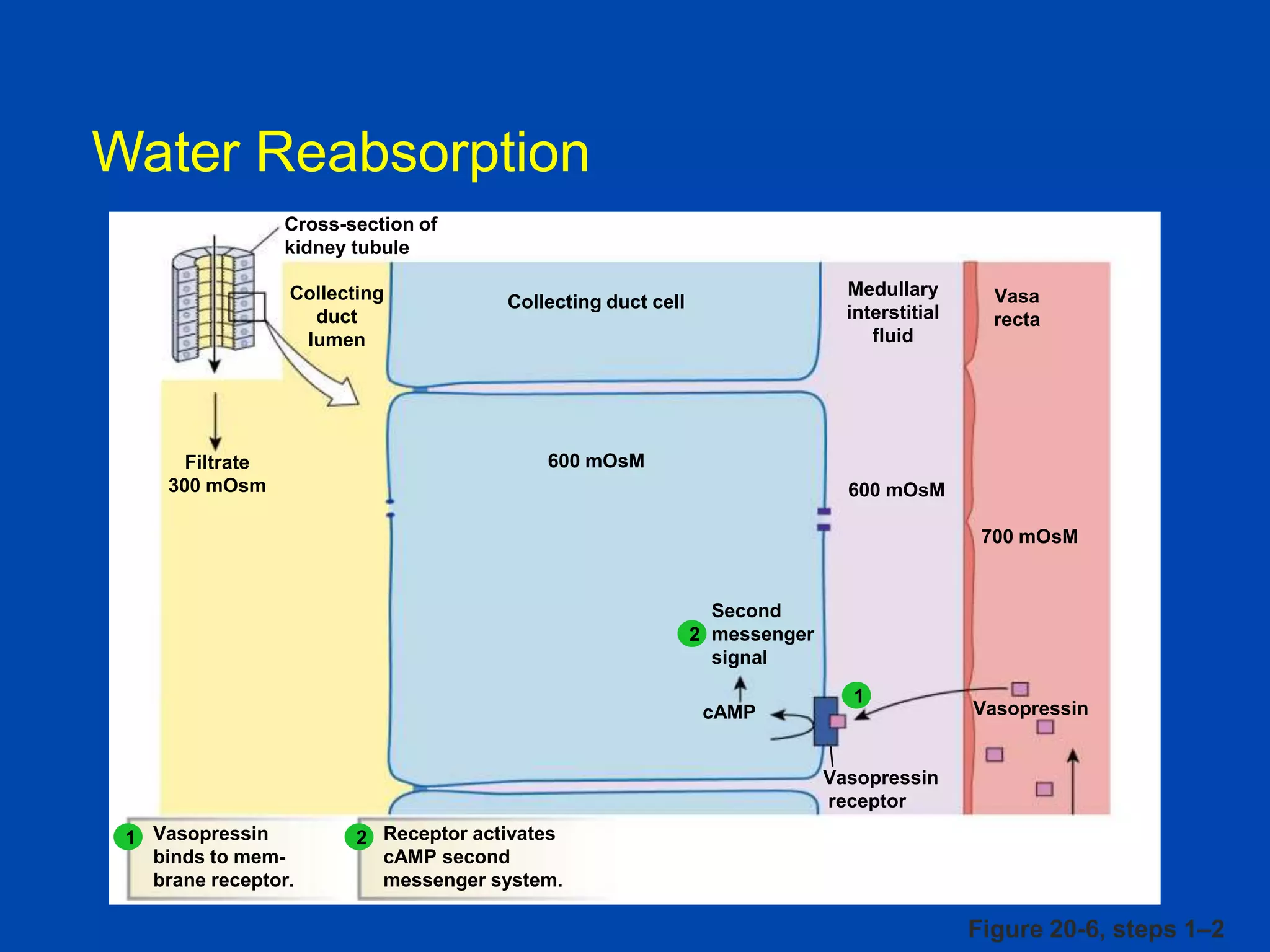 Water Reabsorption
Cross-section of
kidney tubule
Collecting
duct
lumen

Filtrate
300 mOsm

Medullary
interstitial
fluid

Collecting duct cell

Vasa
recta

600 mOsM
600 mOsM
700 mOsM

Second
2 messenger
signal
cAMP

1

Vasopressin

Vasopressin
receptor
1 Vasopressin
binds to membrane receptor.

2 Receptor activates
cAMP second
messenger system.

Figure 20-6, steps 1–2

 