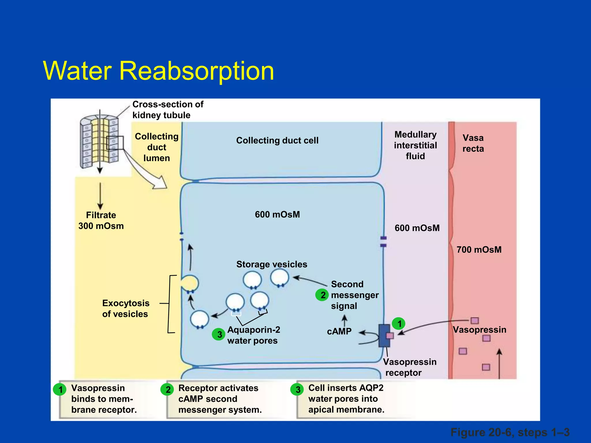 Water Reabsorption
Cross-section of
kidney tubule
Collecting
duct
lumen

Medullary
interstitial
fluid

Collecting duct cell

Vasa
recta

600 mOsM

Filtrate
300 mOsm

600 mOsM
700 mOsM
Storage vesicles
Second
2 messenger
signal

Exocytosis
of vesicles
3

Aquaporin-2
water pores

1

cAMP

Vasopressin

Vasopressin
receptor
1 Vasopressin
binds to membrane receptor.

2 Receptor activates
cAMP second
messenger system.

3 Cell inserts AQP2
water pores into
apical membrane.

Figure 20-6, steps 1–3

 