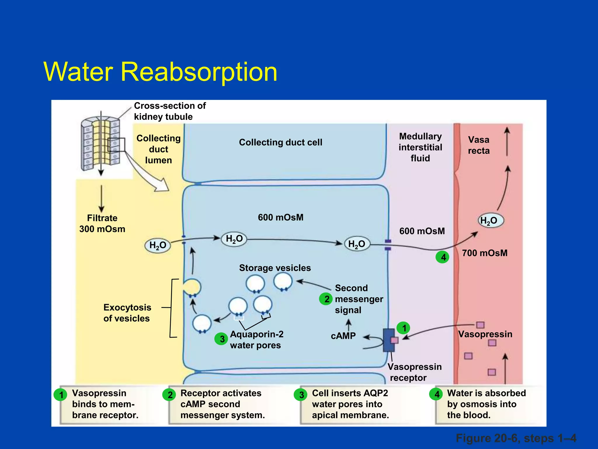 Water Reabsorption
Cross-section of
kidney tubule
Collecting
duct
lumen

Medullary
interstitial
fluid

Collecting duct cell

600 mOsM

Filtrate
300 mOsm

H2O
600 mOsM

H2O

H2O

Vasa
recta

H2O
4

700 mOsM

Storage vesicles
Second
2 messenger
signal

Exocytosis
of vesicles
3

Aquaporin-2
water pores

1

cAMP

Vasopressin

Vasopressin
receptor
1 Vasopressin
binds to membrane receptor.

2 Receptor activates
cAMP second
messenger system.

3 Cell inserts AQP2
water pores into
apical membrane.

4 Water is absorbed
by osmosis into
the blood.

Figure 20-6, steps 1–4

 
