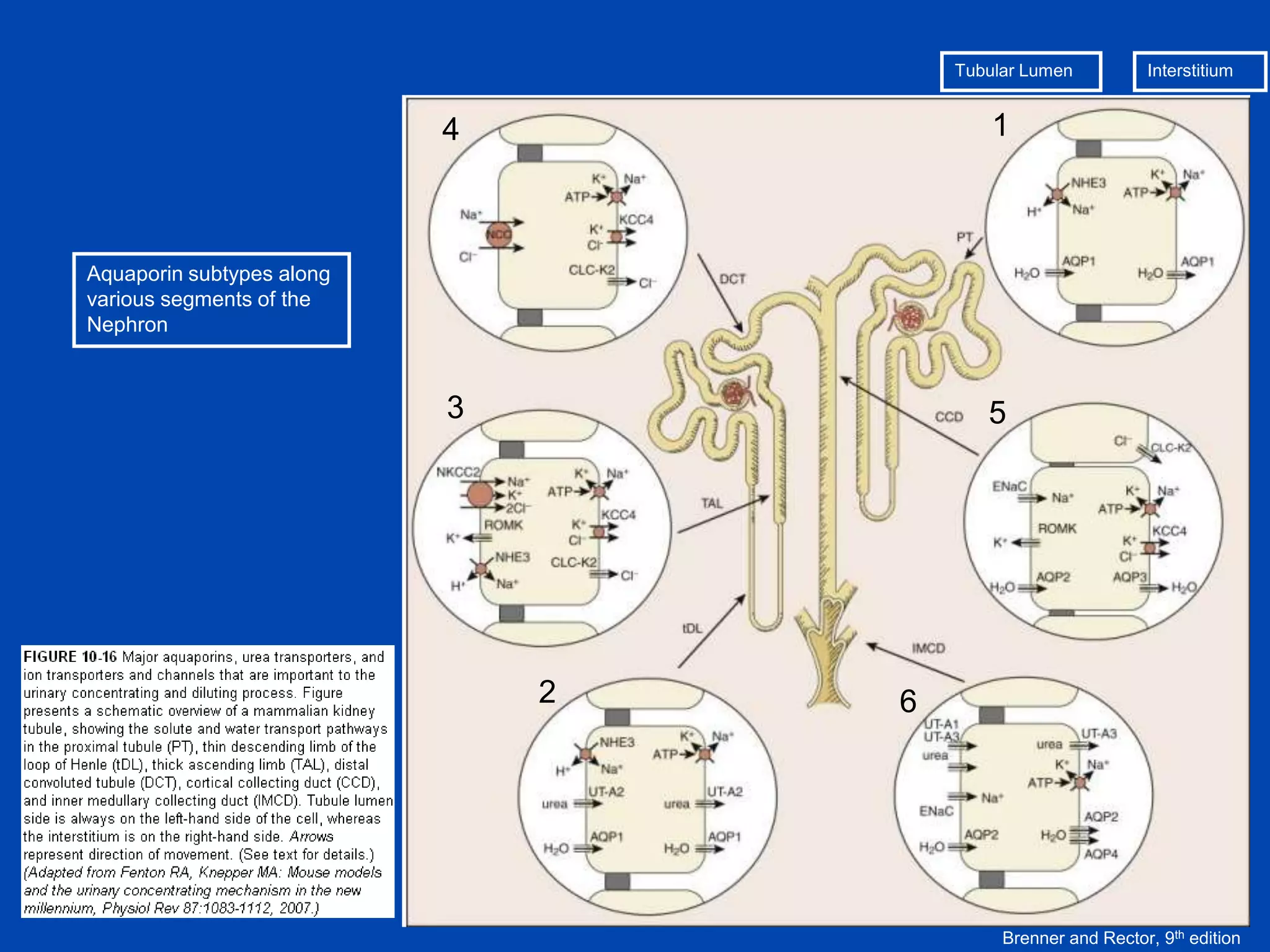Tubular Lumen

4

1

3

Interstitium

5

Aquaporin subtypes along
various segments of the
Nephron

2

6

Brenner and Rector, 9th edition

 