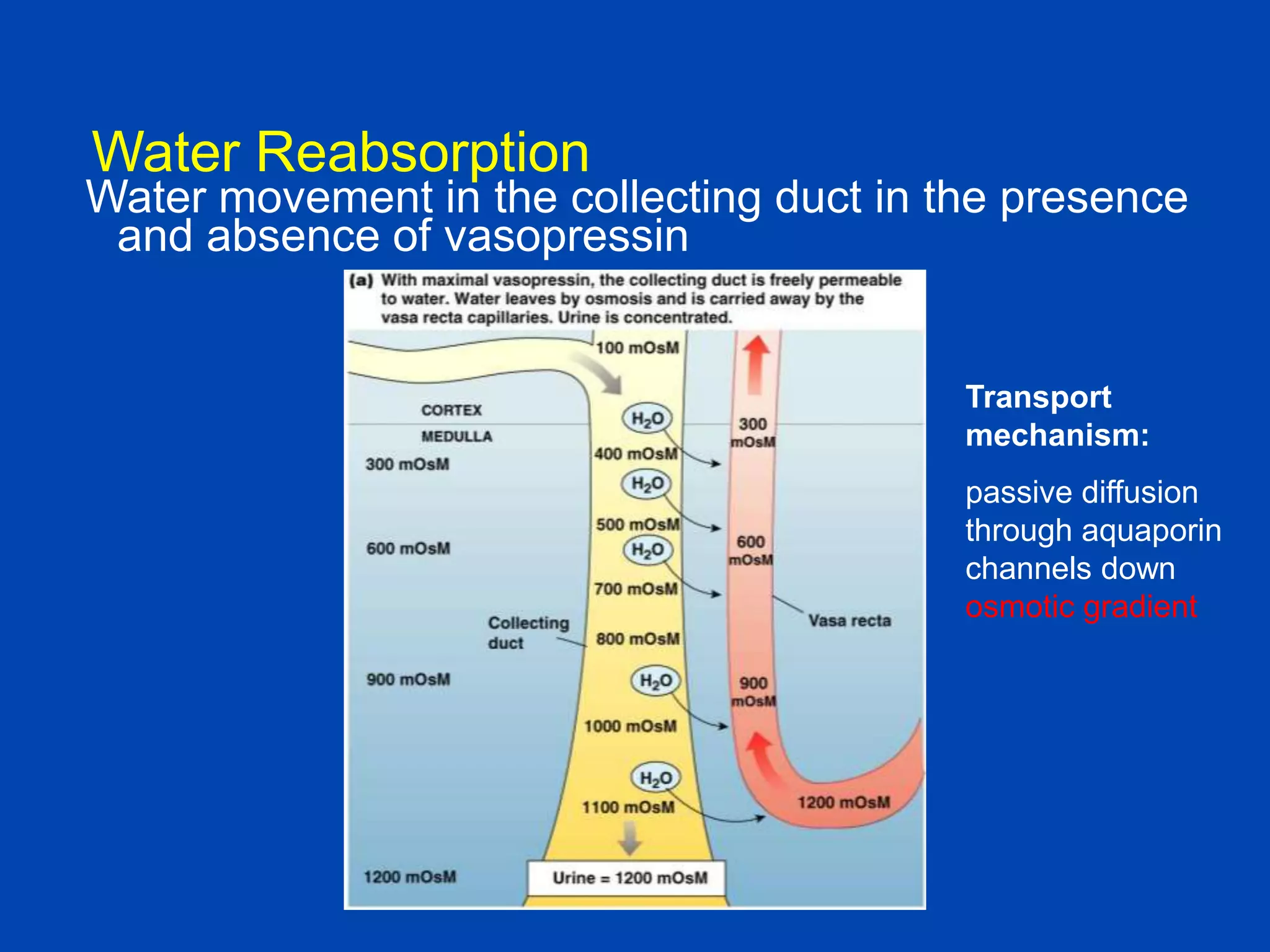 Water Reabsorption

Water movement in the collecting duct in the presence
and absence of vasopressin

Transport
mechanism:
passive diffusion
through aquaporin
channels down
osmotic gradient

 