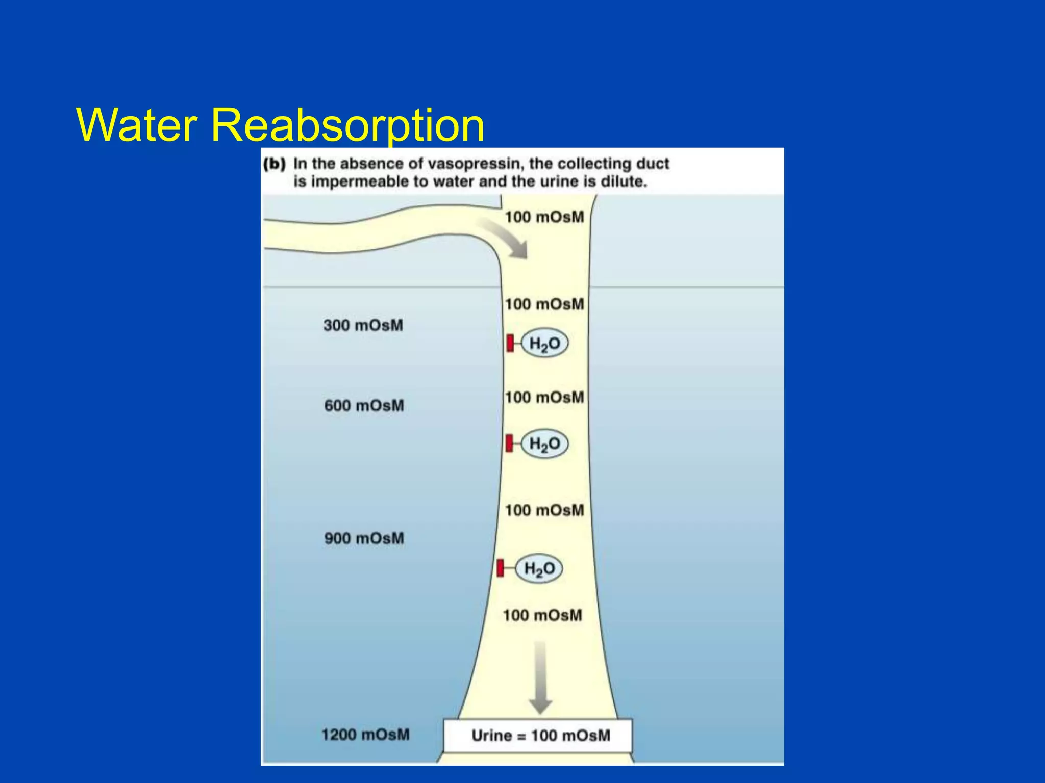 Water Reabsorption

 