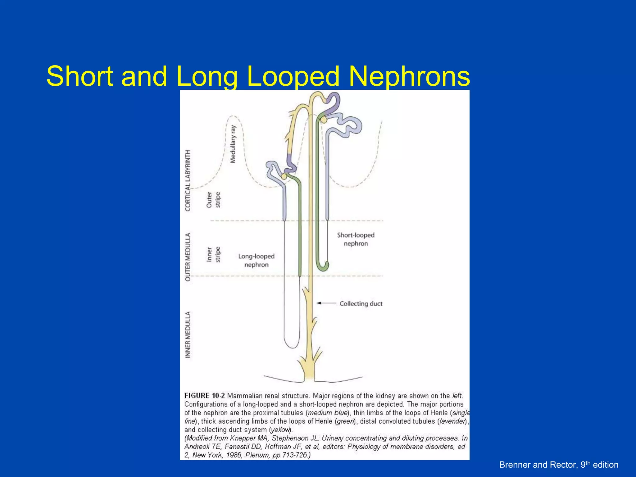 Short and Long Looped Nephrons

Brenner and Rector, 9th edition

 