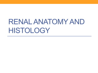 RENAL ANATOMY AND 
HISTOLOGY 
 