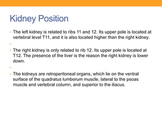 Renal Histology | PPTX