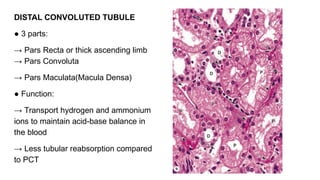 Pct Cd Function LECTURE FOR RENAL HISTOLOGY BY AJEB.pptx