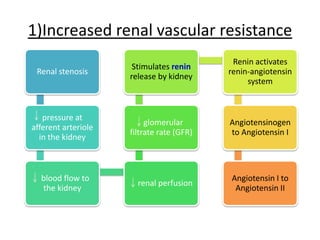 1)Increased renal vascular resistance
Renal stenosis
pressure at
afferent arteriole
in the kidney
blood flow to
the kidney
renal perfusion
glomerular
filtrate rate (GFR)
Stimulates renin
release by kidney
Renin activates
renin-angiotensin
system
Angiotensinogen
to Angiotensin I
Angiotensin I to
Angiotensin II
 