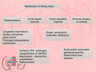 Prerenal failure
Acute tubular
necrosis
Acute interstitial
nephritis
Immune complex,
or embolic
Congestive heart failure
Cardiac arrhythmia
septic shock
Prolonged intraoperative
hypotension
Ischemic ATN : prolonged
hypoperfusion or NSAIDs
Nephrotoxic : Gentamicin ,
amphotericin ,
Radiocontrast
Mechanism of kidney injury
Drugs: vancomycin,
methicillin, Rifampicin
Endocarditis associated
glomerulonephritis
Renal infarct and
abscess
 