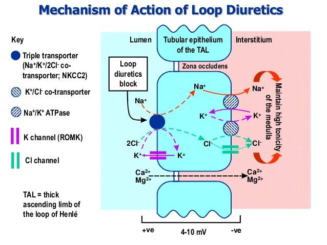 renal lecture 1 and 2 2017 18 jap lasix mechanism of action