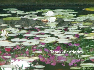 Teşekkür ederim


             Dilek Gogas
 