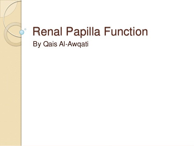 renal papilla function renal papilla