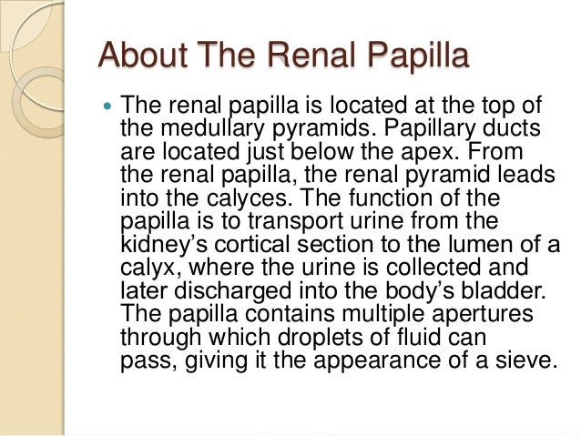 renal papilla function renal papilla